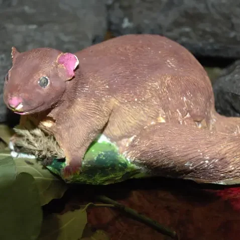 Rodent – DIAMOND – Handbook – Rome – ECCOM