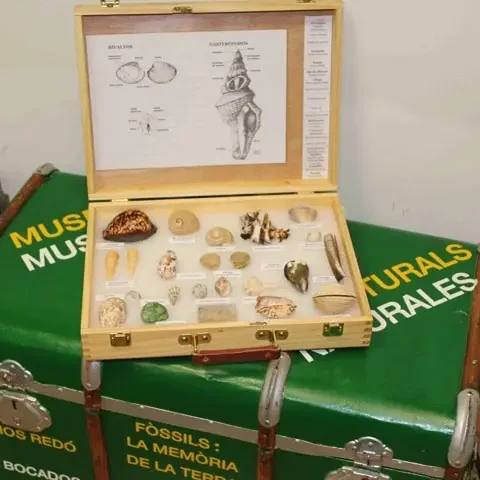 diamond-handbook-valencia-fossili-eccom